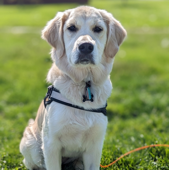 ✨🐾Pet friendly seller 🐾✨ - Picture 3 of 10